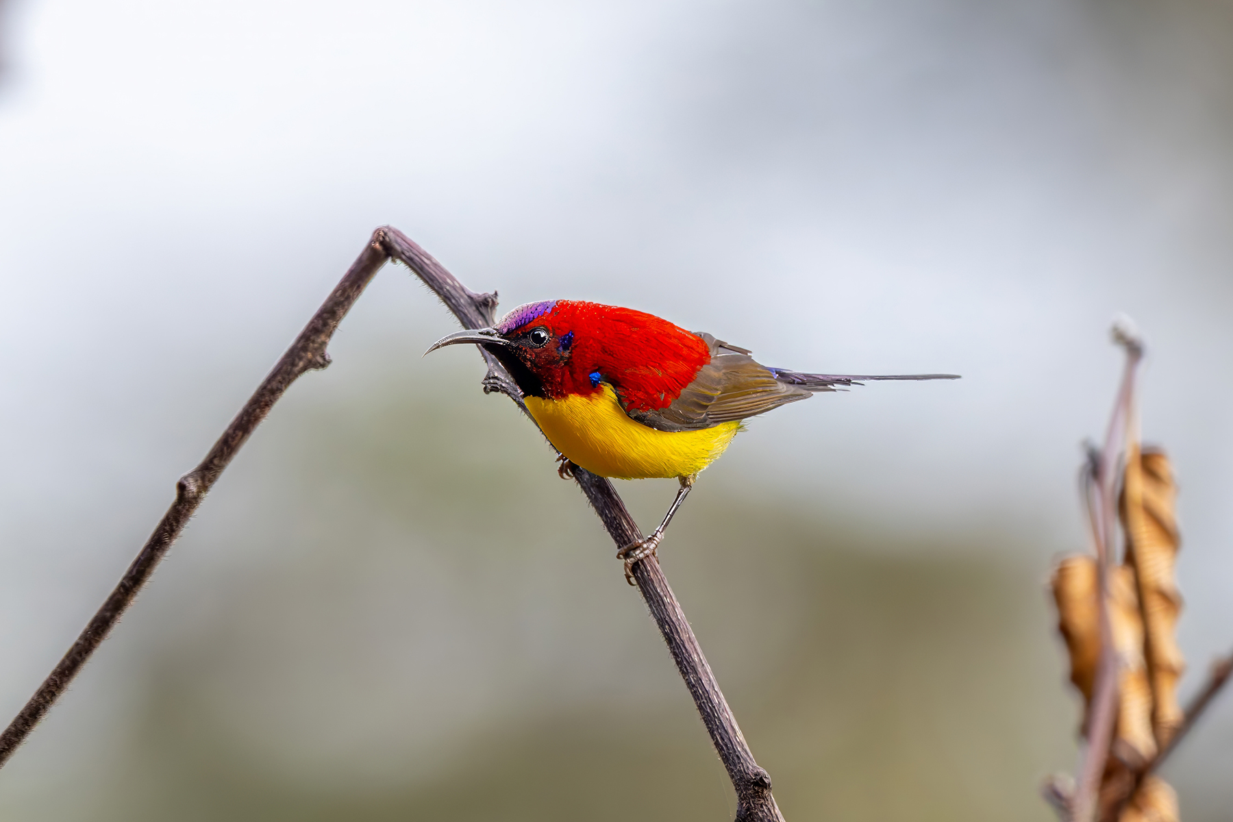 male Mrs Gould's Sunbird (image by Nik Borrow)