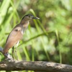 Nankeen Night Heron (image by Michael Greenshields)