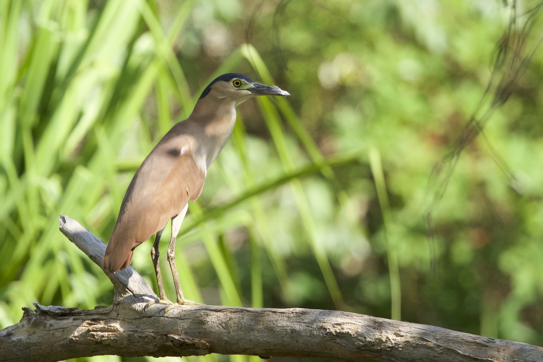 Nankeen Night Heron (image by Michael Greenshields)