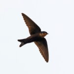 New wood swallow species (image by Janos Olah)