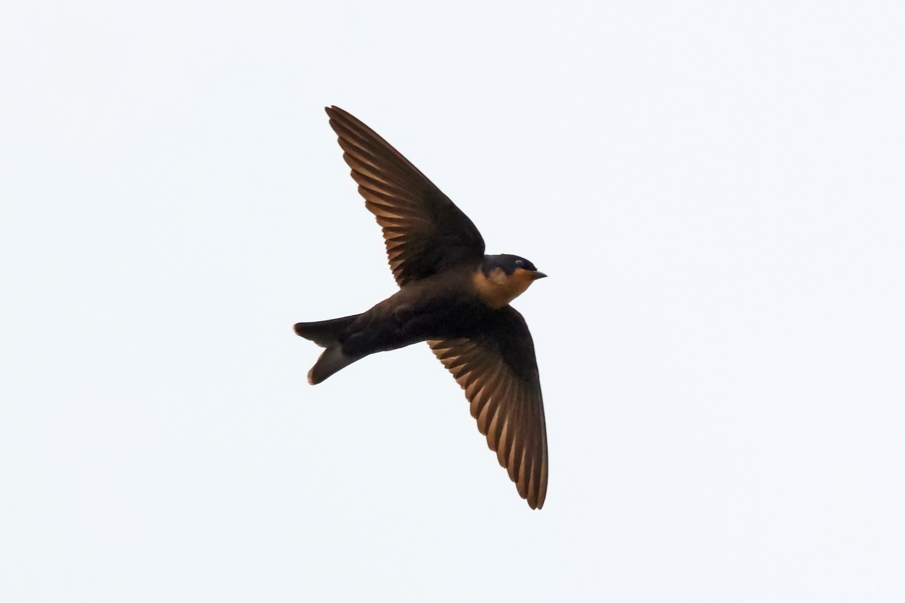 New wood swallow species (image by Janos Olah)