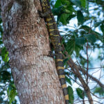 Nile Monitor (image by Mark Van Beirs)