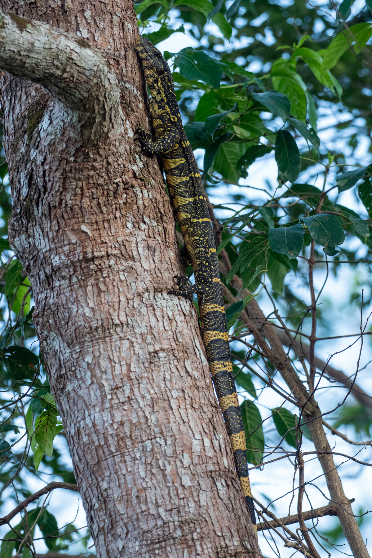 Nile Monitor (image by Mark Van Beirs)