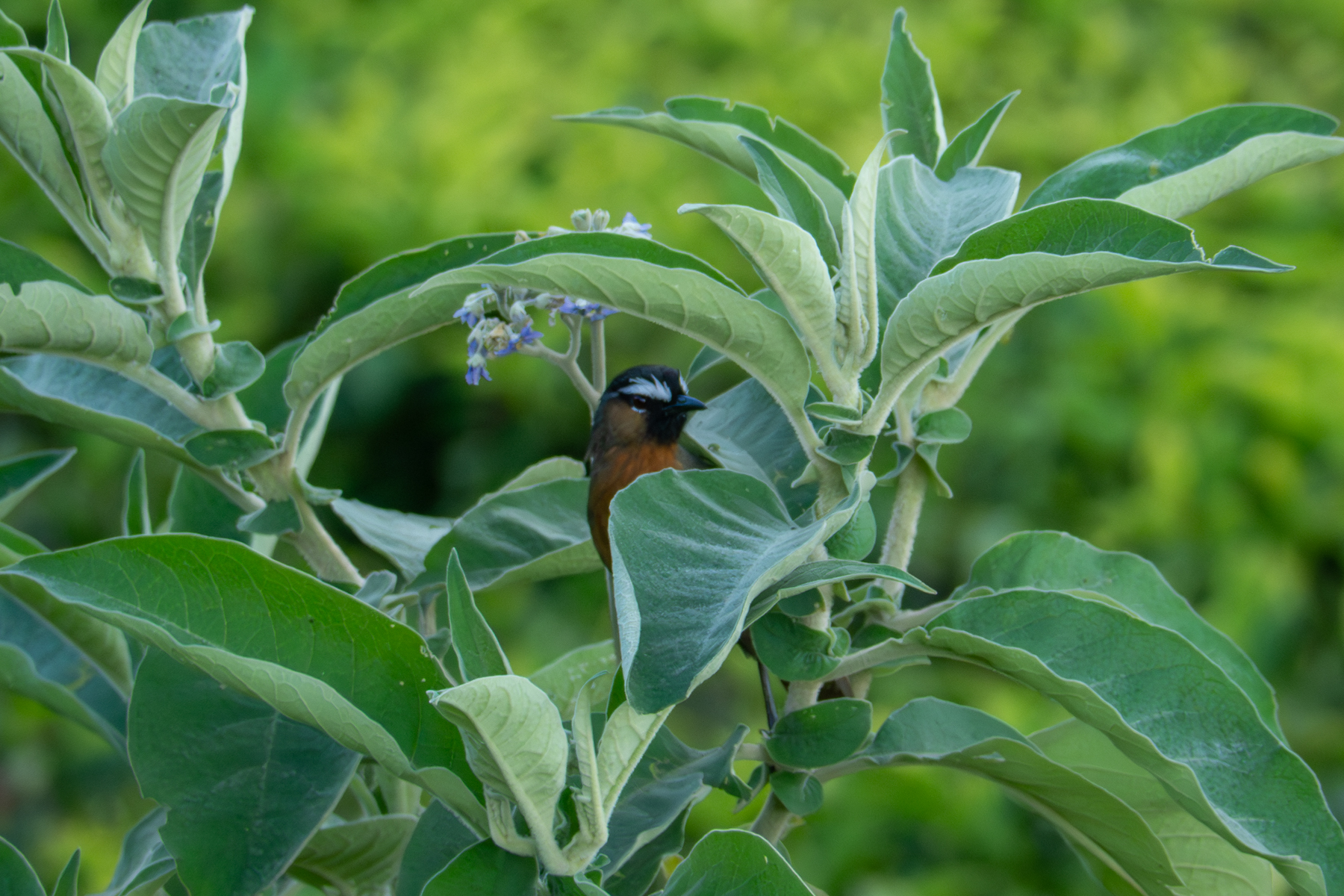 Nilgiri Laughingthrush (image by Dave Farrow)