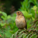 Nilgiri Pipit (image by Dave Farrow)