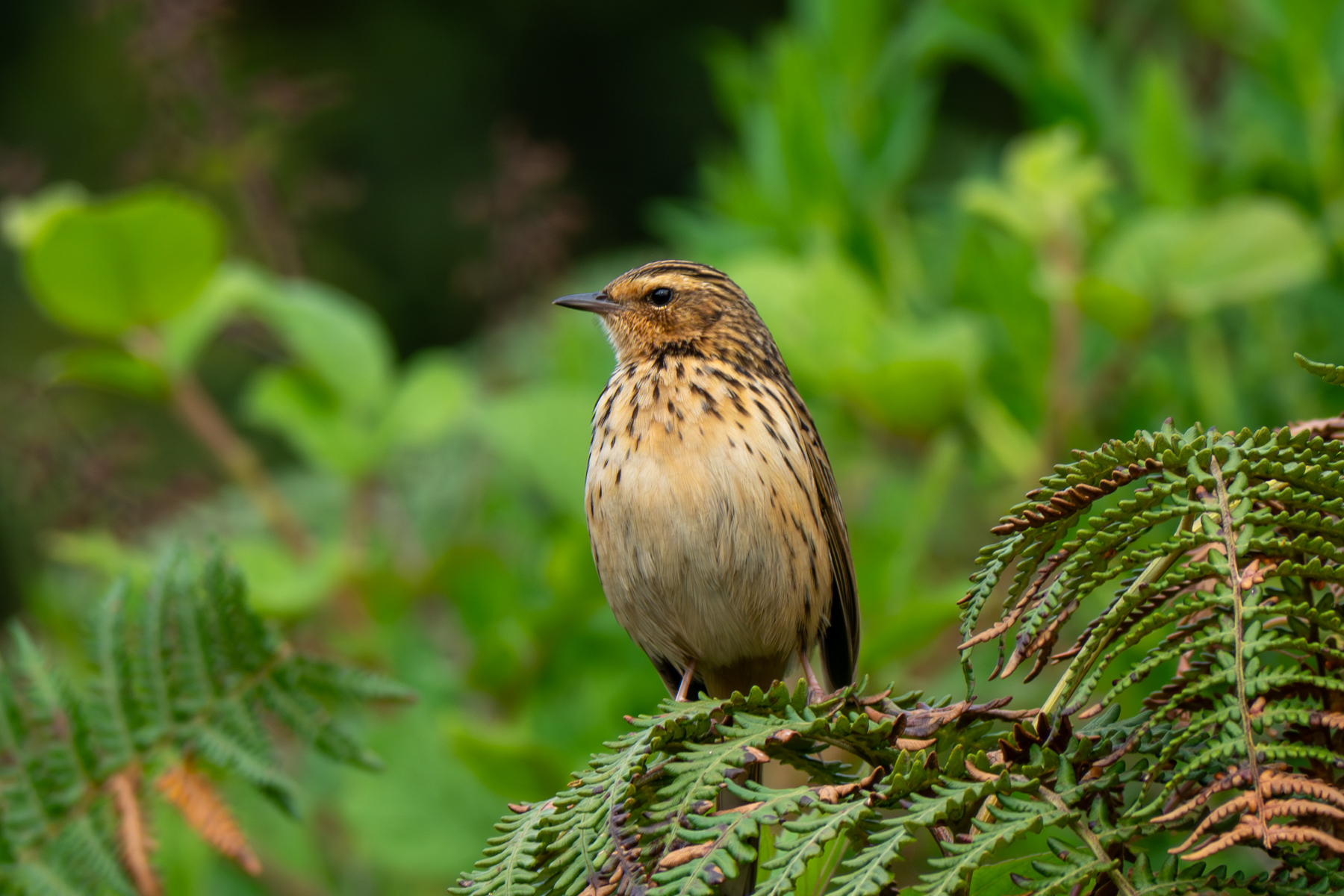 Nilgiri Pipit (image by Dave Farrow)