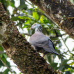 Nilgiri Woodpigeon (image by Dave Farrow)