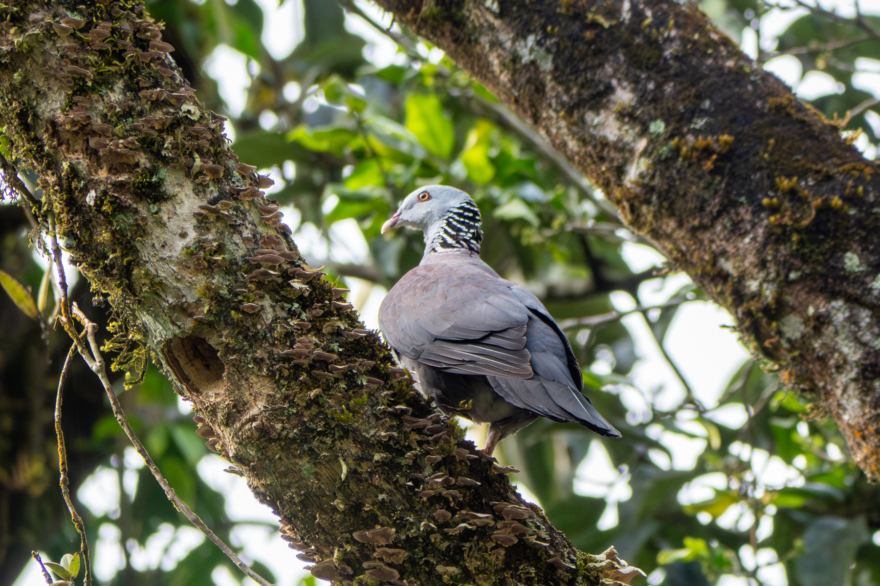Nilgiri Woodpigeon (image by Dave Farrow)