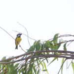 Northern Shriketit (image by Michael Greenshields)