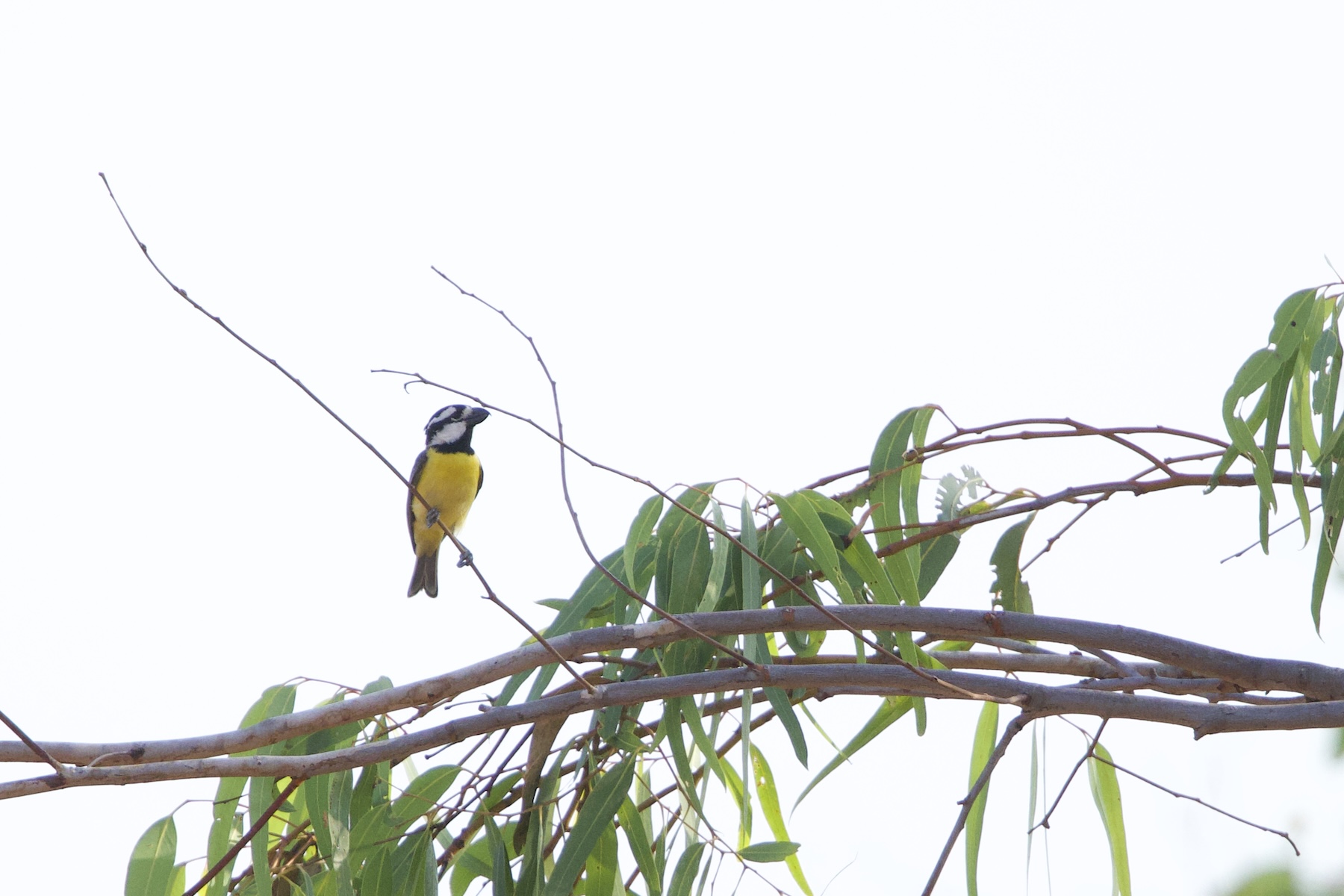 Northern Shriketit (image by Michael Greenshields)