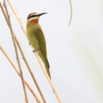 Olive Bee-eater (image by Janos Olah)