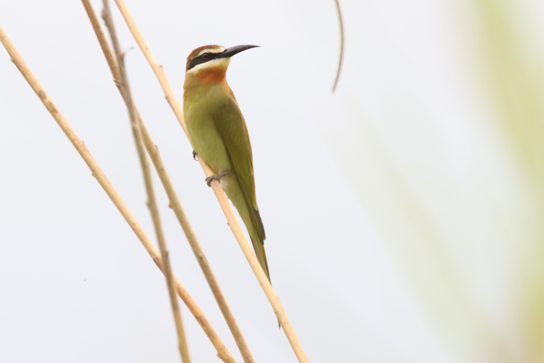Olive Bee-eater (image by Janos Olah)