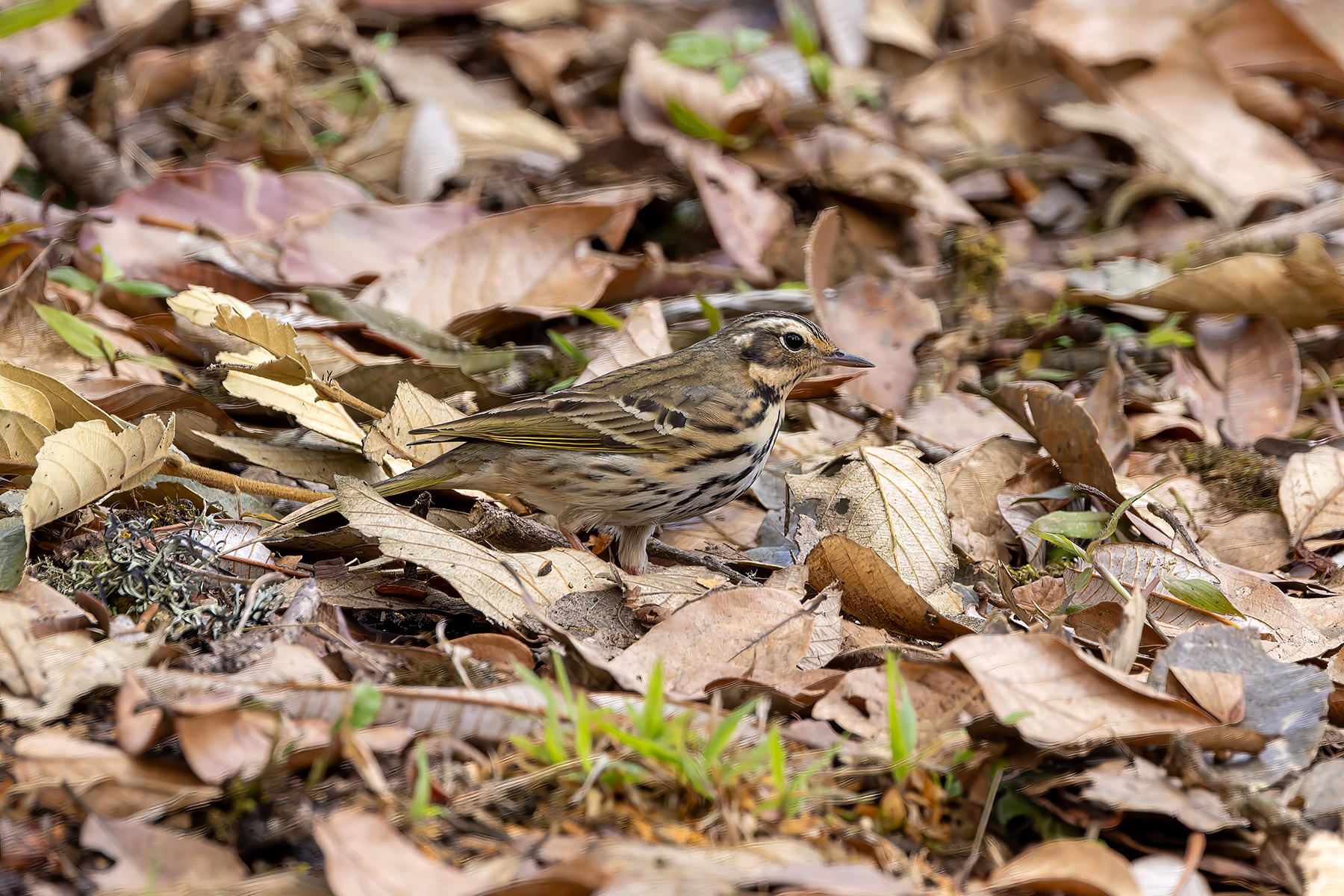 Olive-backed Pipit (image by Nik Borrow)