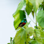 Olive-bellied Sunbird (image by Mark Van Beirs)