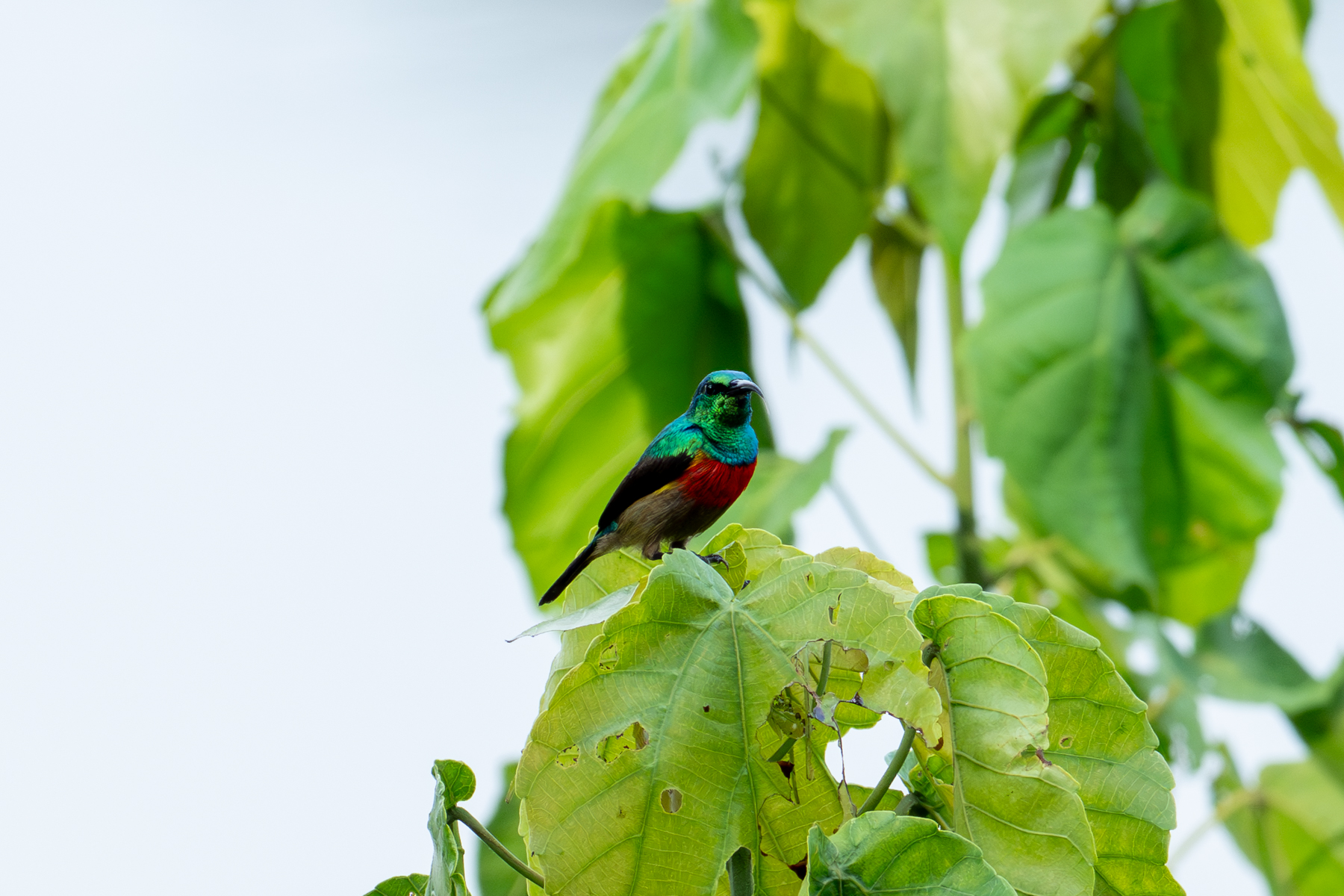 Olive-bellied Sunbird (image by Mark Van Beirs)