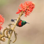 Olive-bellied Sunbird (image by Janos Olah)