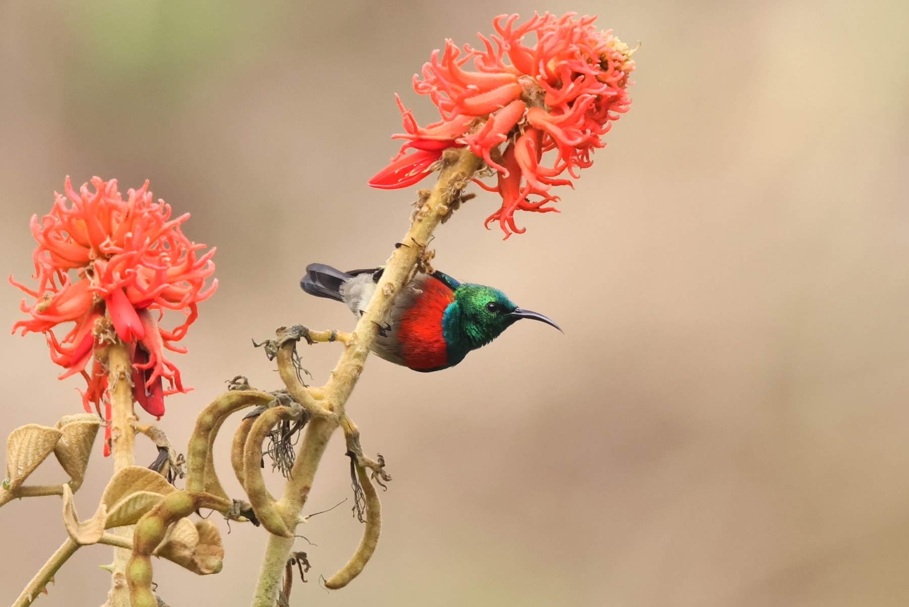 Olive-bellied Sunbird (image by Janos Olah)