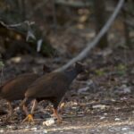 Orange-footed Scrubfowl (image by Michael Greenshields)