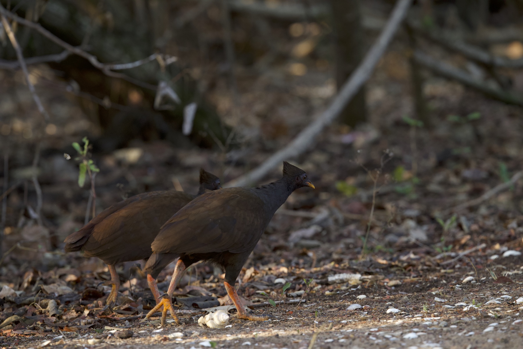 Orange-footed Scrubfowl (image by Michael Greenshields)