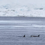 Orca (image by Mike Watson)