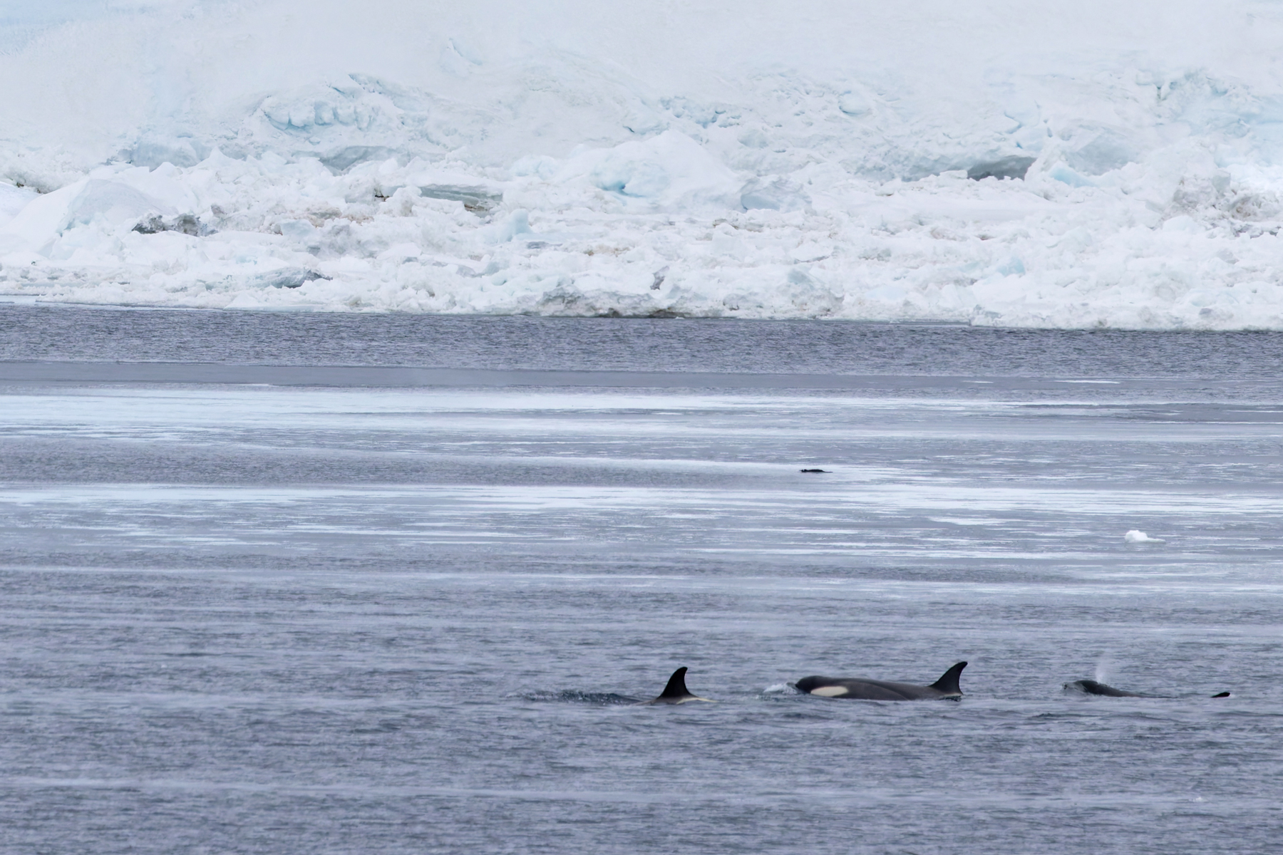Orca (image by Mike Watson)
