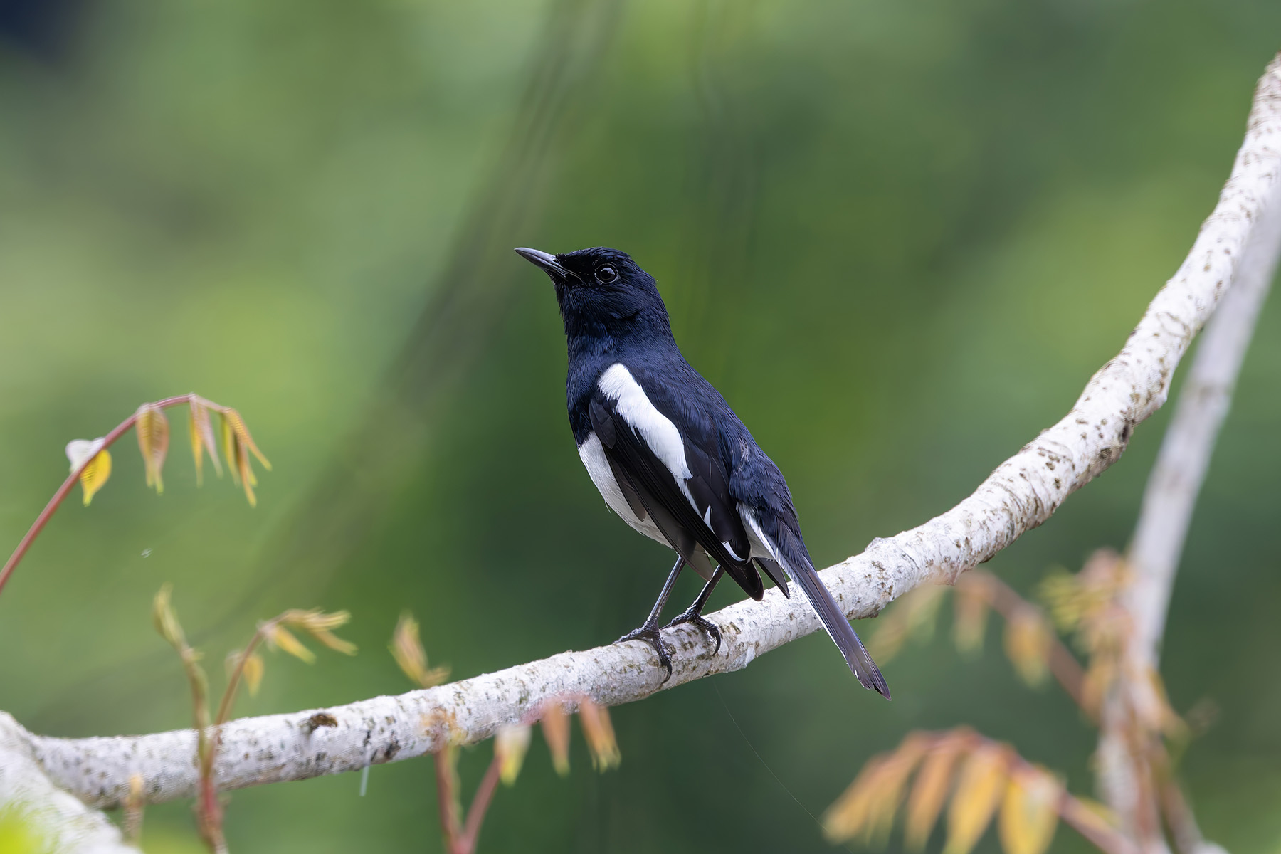 male Oriental Magpie-Robin (image by Nik Borrow)
