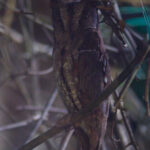 Oriental Scops Owl (image by Dave Farrow)