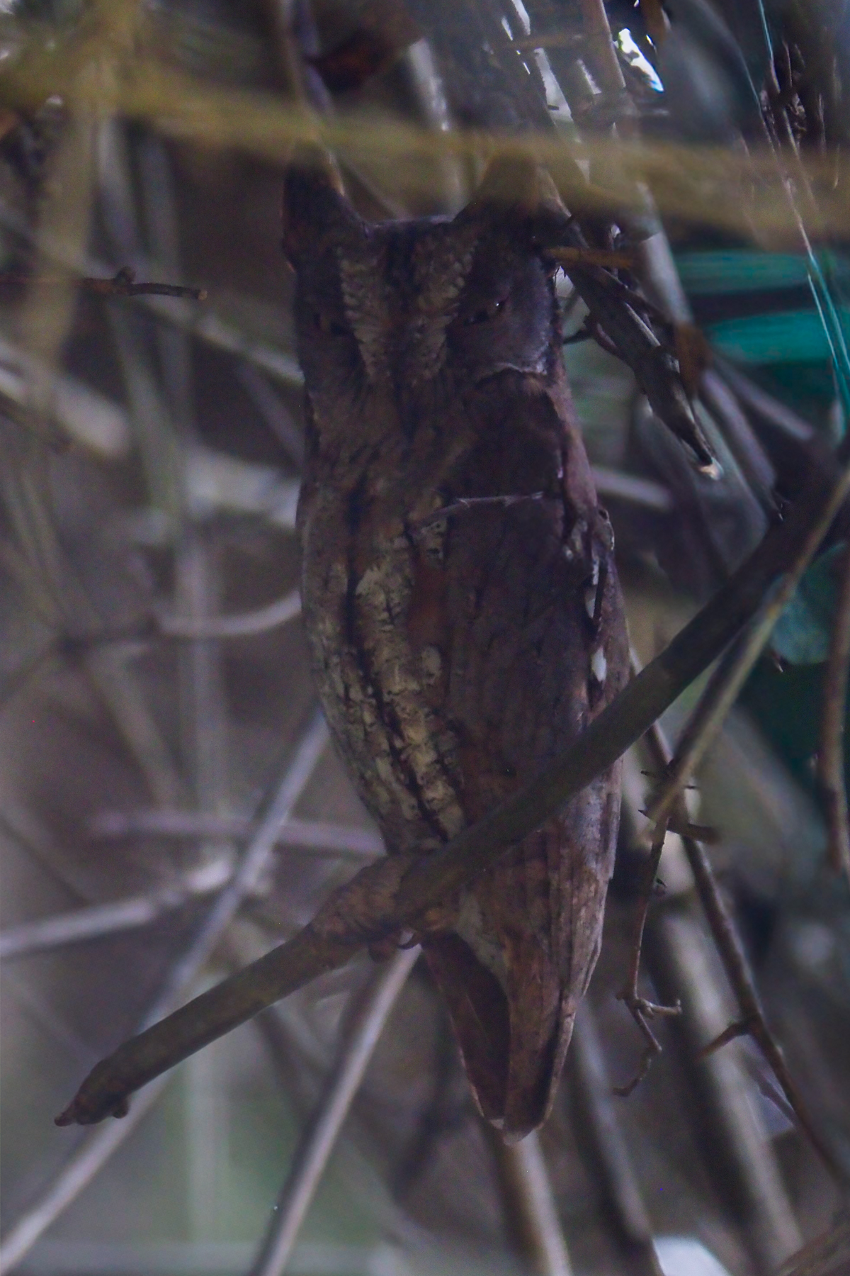 Oriental Scops Owl (image by Dave Farrow)