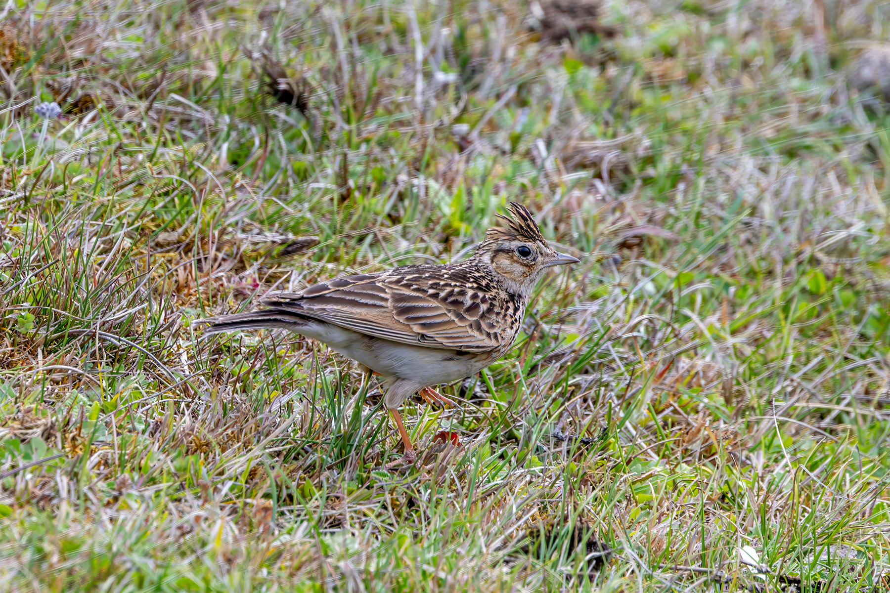 Oriental Skylark (image by Nik Borrow)