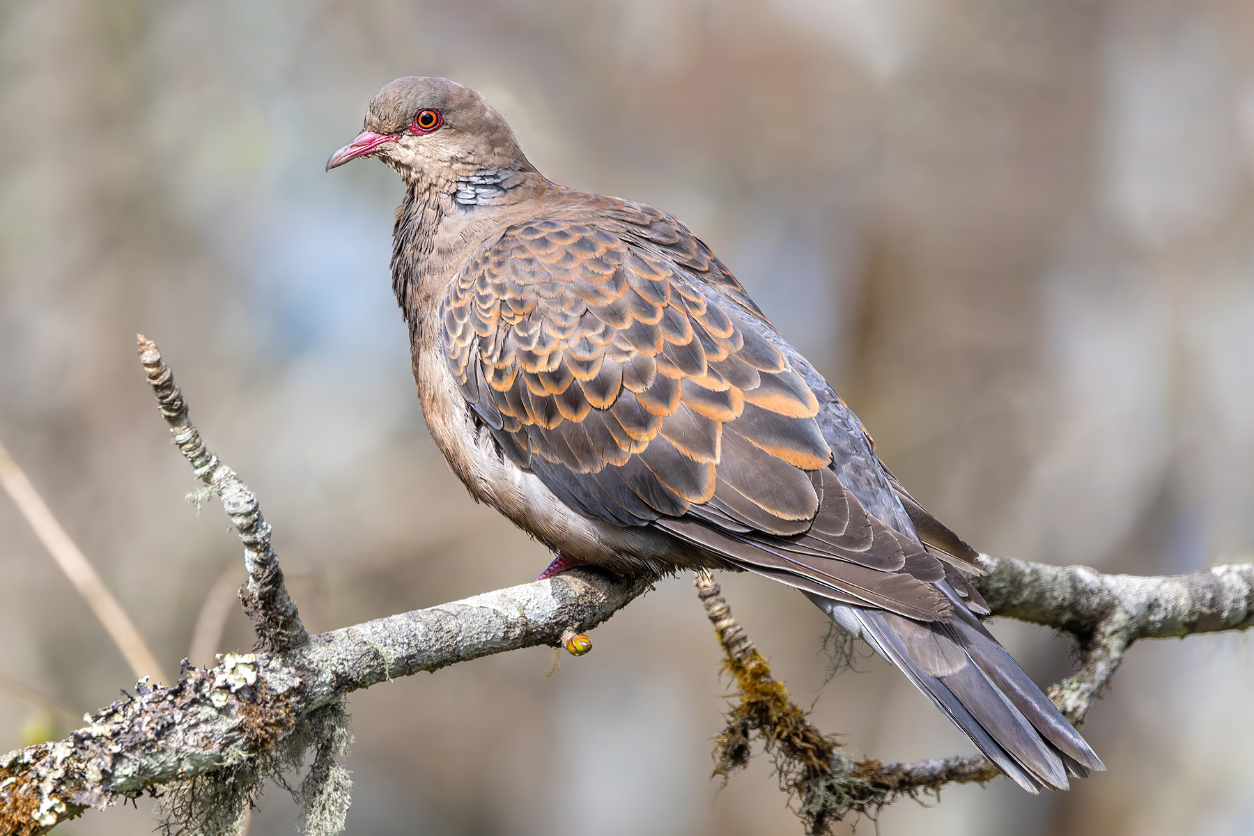 Oriental Turtle Dove (image by Nik Borrow)