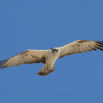 Osprey (image by Hannu Jännes)