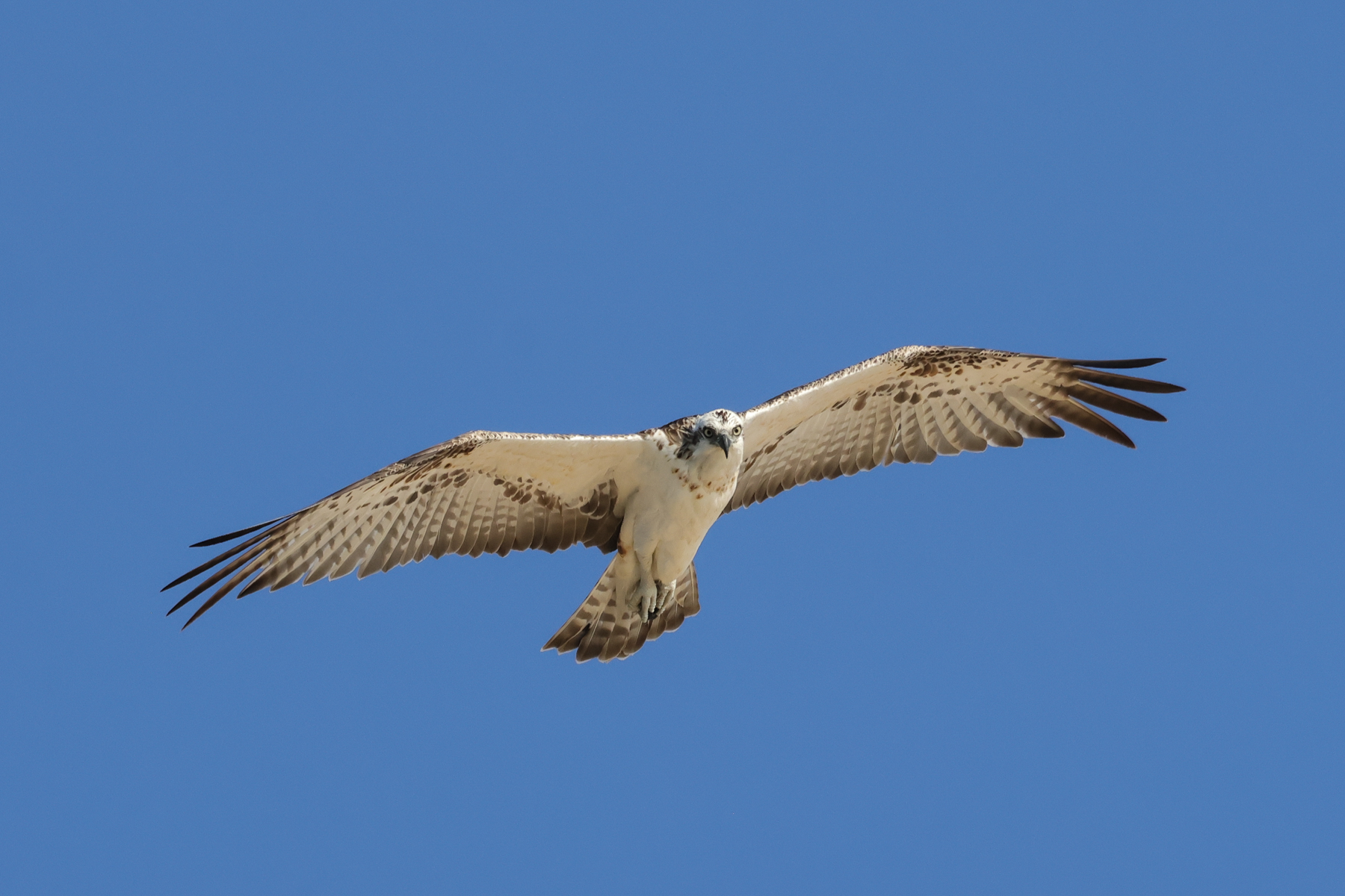 Osprey (image by Hannu Jännes)
