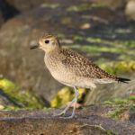 Pacific Golden Plover (image by Hannu Jännes)