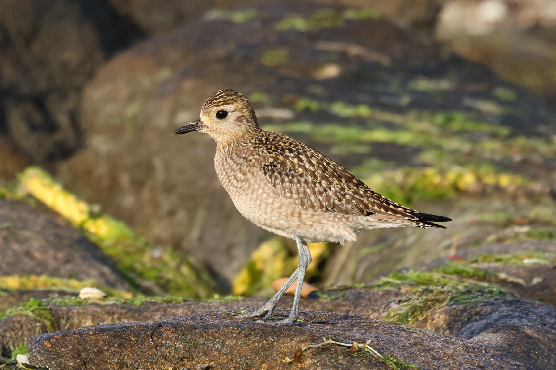 Pacific Golden Plover (image by Hannu Jännes)