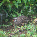 Painted Bushquail (image by Dave Farrow)