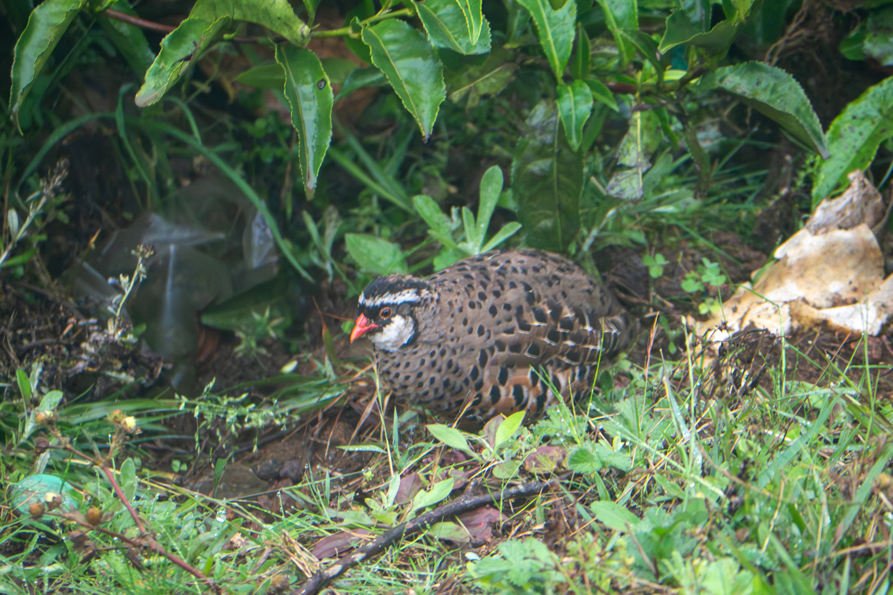 Painted Bushquail (image by Dave Farrow)
