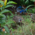 Painted Bushquail (image by Dave Farrow)