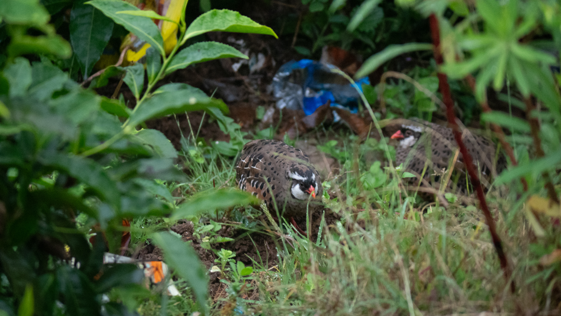 Painted Bushquail (image by Dave Farrow)