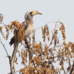 Pale-billed Hornbill (image by Janos Olah)