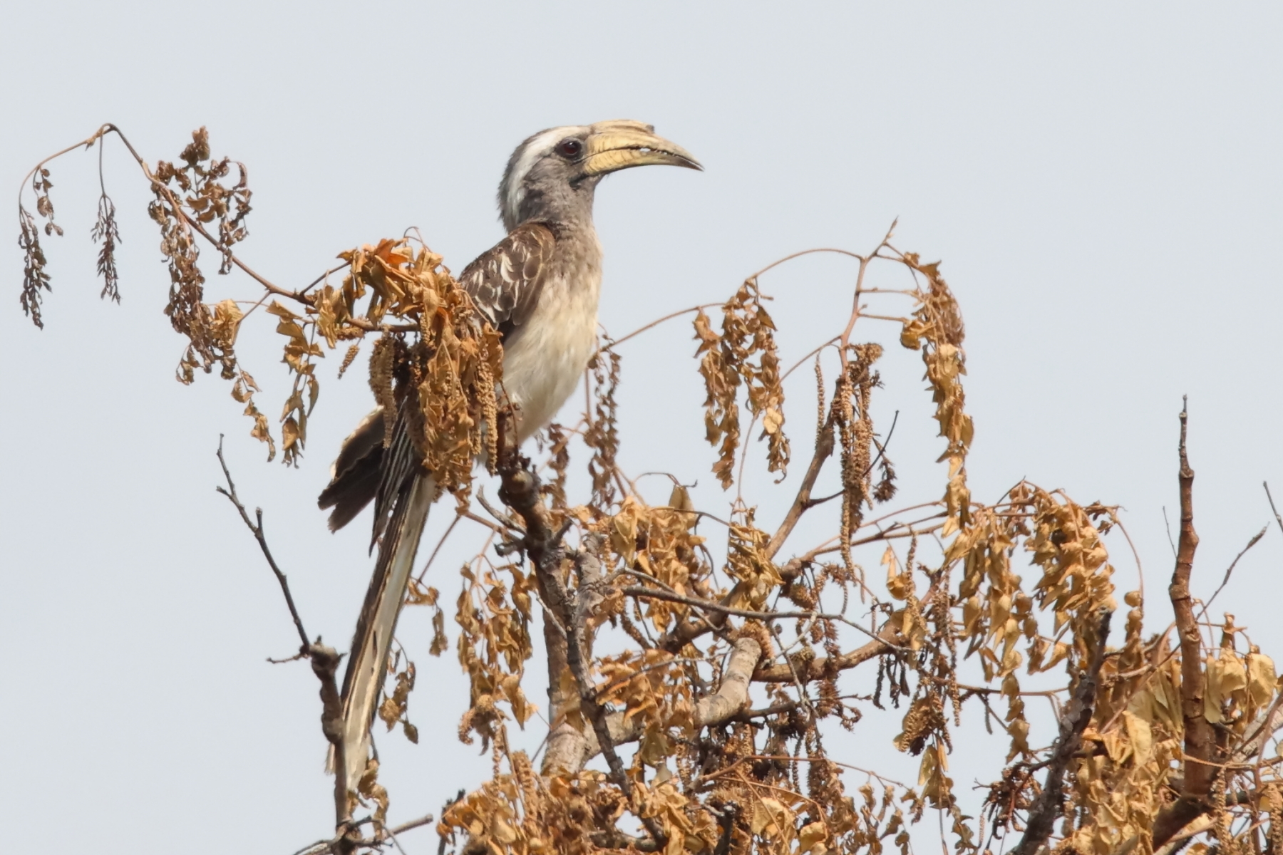 Pale-billed Hornbill (image by Janos Olah)