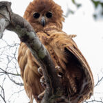 Pel's Fishing Owl (image by Tomas Carlberg)