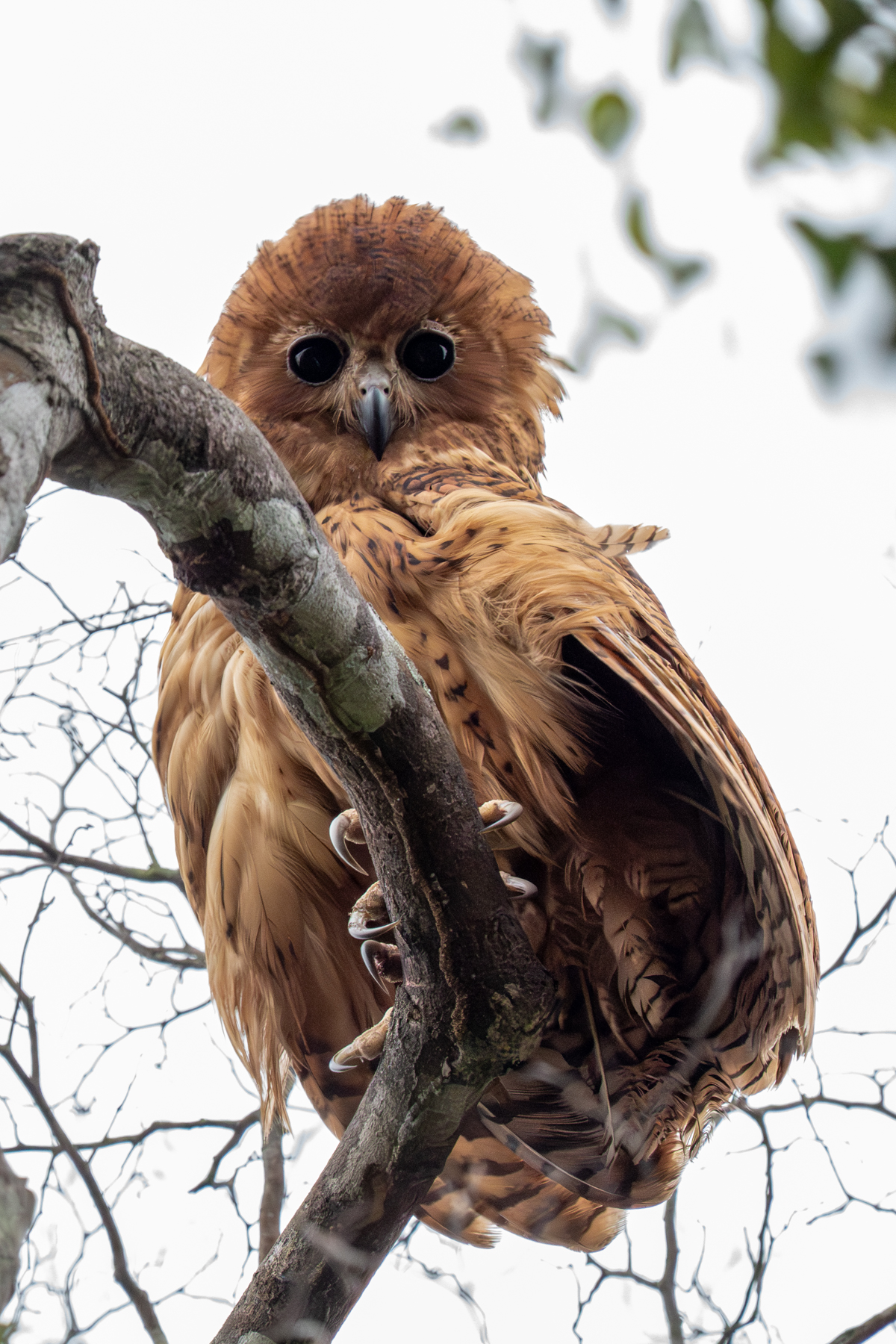 Pel's Fishing Owl (image by Tomas Carlberg)