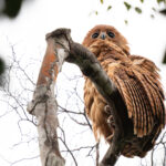 Pel's Fishing Owl (image by Tomas Carlberg)