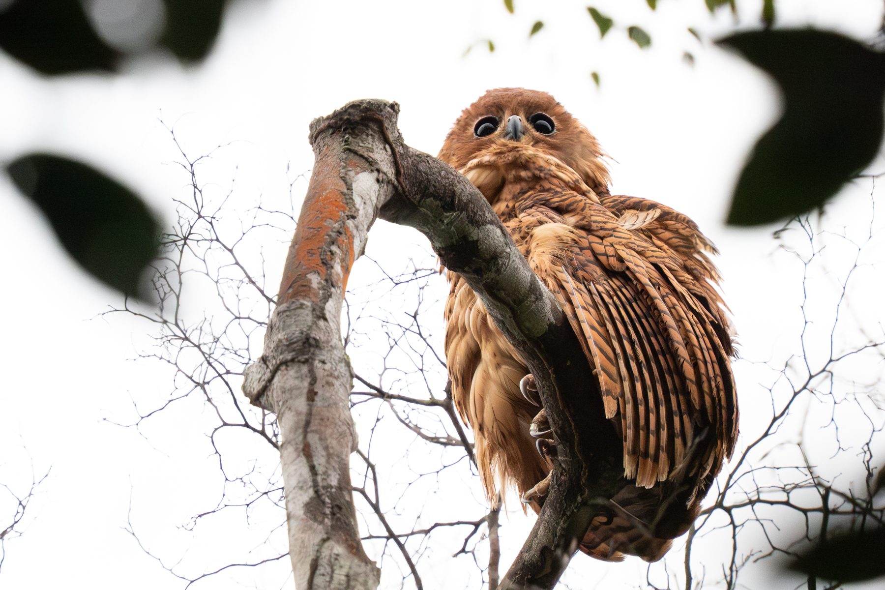 Pel's Fishing Owl (image by Tomas Carlberg)