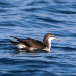 Persian Shearwater (image by Hannu Jännes)