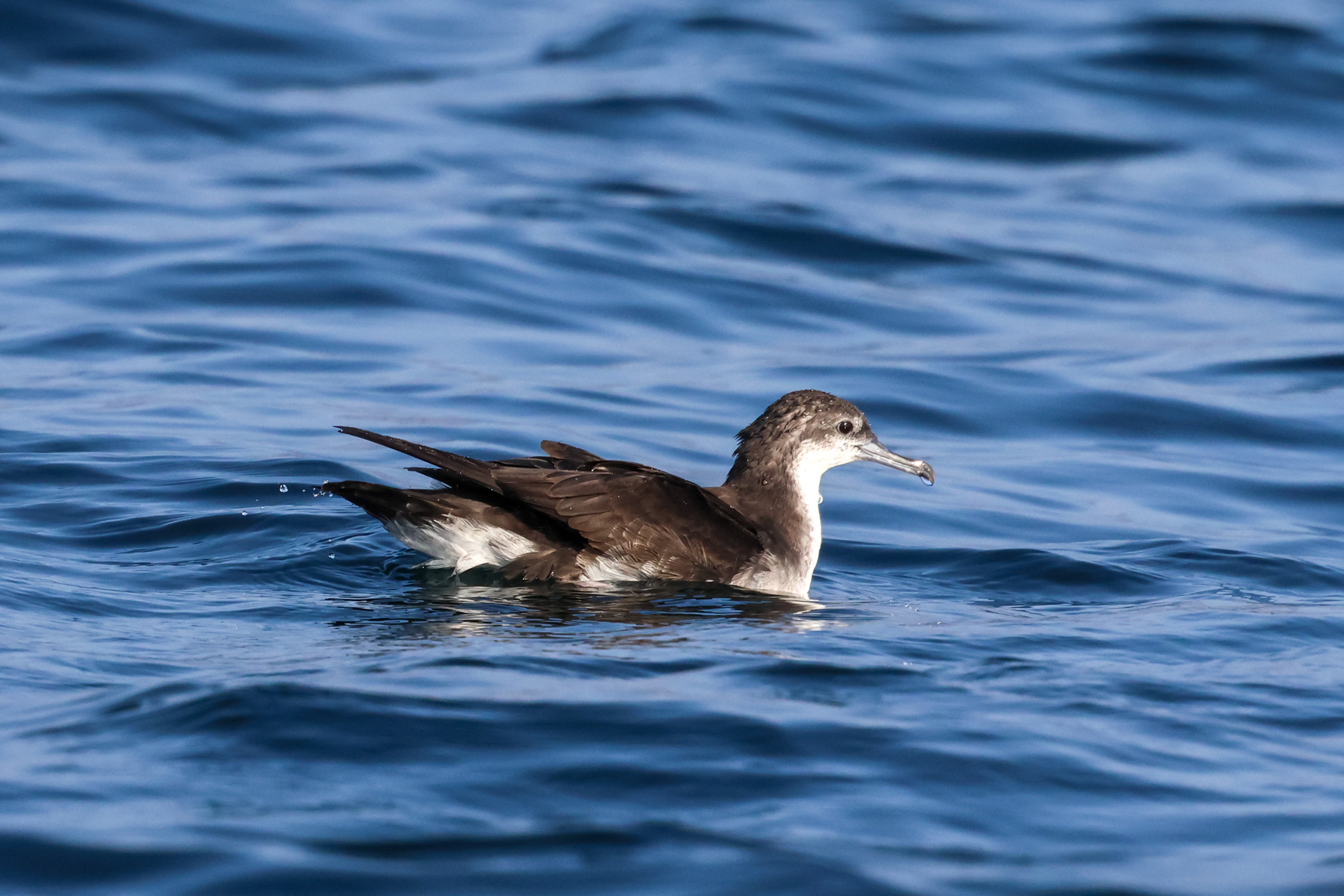 Persian Shearwater (image by Hannu Jännes)