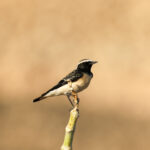 Pied Wheatear (image by Hannu Jännes)