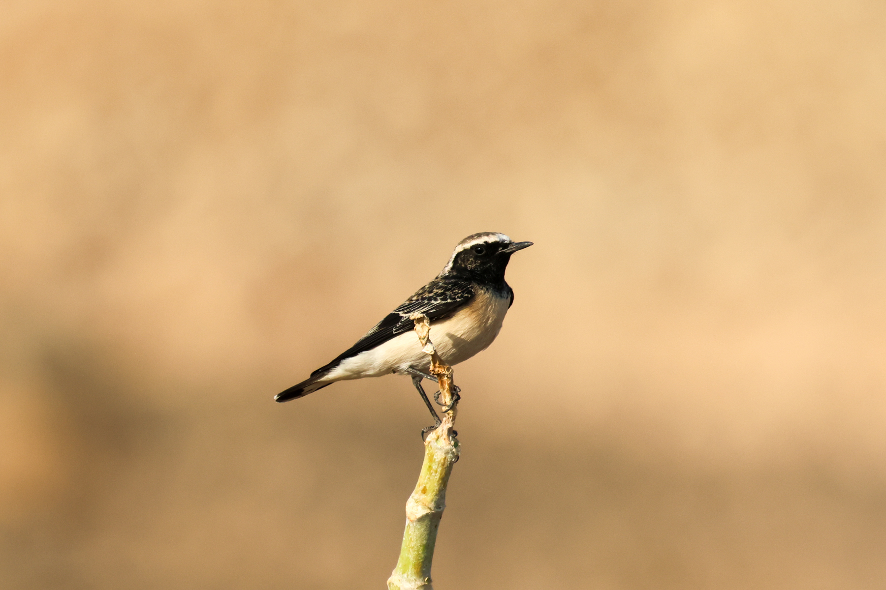 Pied Wheatear (image by Hannu Jännes)