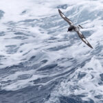 Pintado Petrel (image by Mike Watson)