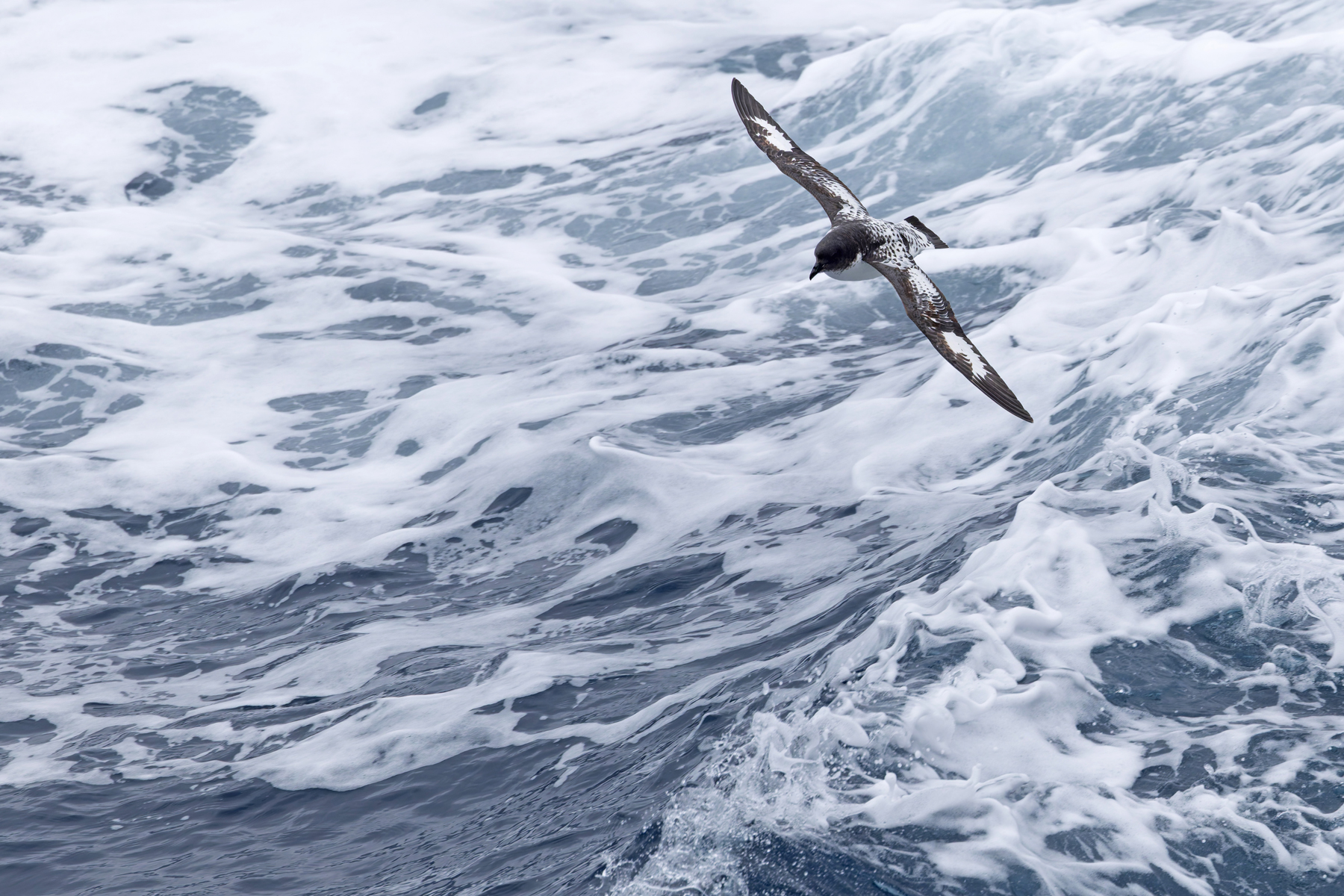 Pintado Petrel (image by Mike Watson)